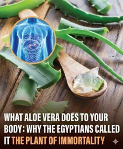 Top 10 Health and Beauty Benefits of Aloe Vera