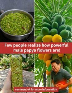 Benefits and Uses of Papaya Flowers Soaked in Honey