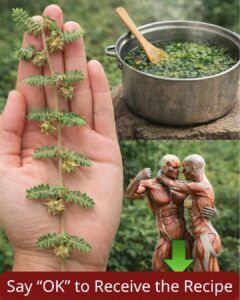 The Hidden Power of Goat’s Head: What Every Couple Should Know About This Traditional Plant