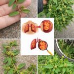 Euphorbia Hirta Explained: Traditional Uses, Daily Habits, and What Modern Research Is Discovering