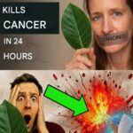 The Forgotten Leaf That Awakens the Body’s Natural Defenses