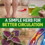 6 Powerful Herbs That May Naturally Support Healthy Circulation
