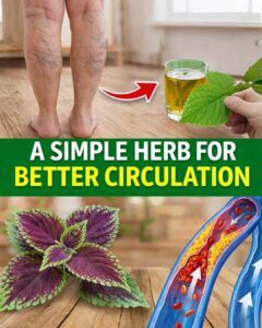 6 Powerful Herbs That May Naturally Support Healthy Circulation