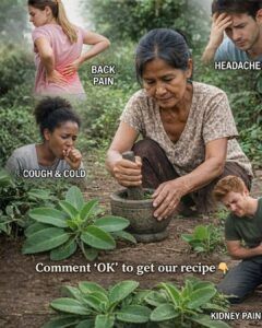 The “Miracle Leaf” People Secretly Share: What Kalanchoe Really Does (and When to Be Careful)