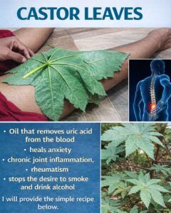 Castor Oil (Aceite de Higuereta / Minyak Jarak): Health Benefits & How to Use It for Hair