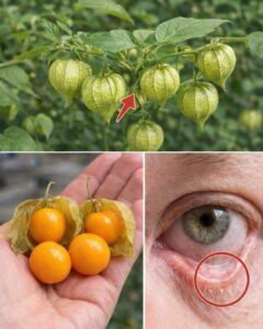 Goldenberry Glow: A Practical Guide to Physalis peruviana Benefits and Creative Everyday Uses