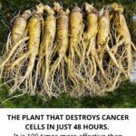 Dandelion Root: A Natural Health Booster That May Support the Body in the Fight Against Cancer