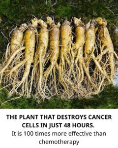 Dandelion Root: A Natural Health Booster That May Support the Body in the Fight Against Cancer