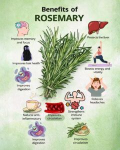 Rosemary (Rosmarinus officinalis): Benefits, Uses, and How to Use It for Better Health