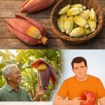 Banana Blossom: The Surprising Natural Food That Supports Blood Sugar, Blood Pressure, and Digestive Health