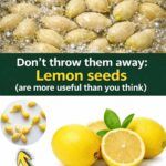 Lemon Seeds: Hidden Benefits, Nutritional Properties & Practical Uses