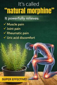 Rosemary Natural Remedy: Ease Muscle, Joint, and Rheumatic Pain