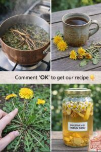 The Dandelion Plant: Nutrition, Benefits & Uses