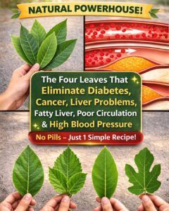 The Four Healing Avocado Leaves: Ancient Natural Remedies Hidden in Your Backyard
