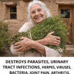 The Hidden Power of Oregano: A Natural Remedy You Already Have at Home