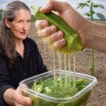 🌿 Okra: The Underrated Superfood That Can Transform Your Health Naturally