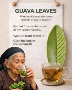 🍃 The Power of Guava Leaves: A Simple, Natural Boost for Daily Well-Being