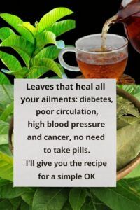Guava Leaf Tea: Benefits, Properties, and How to Prepare It Naturally