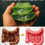 10 Powerful Medicinal Plants You Can Find Right Outside Your Door