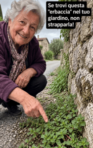 10 benefici e usi della portulaca