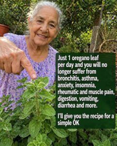 🌿 Oregano & Bay Leaf: A Gentle Natural Duo for Everyday Wellness
