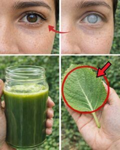 Exploring Traditional Uses of Aromatic Herbal Plants for Everyday Eye Comfort