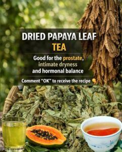 Could This Simple Daily Habit of Drinking Papaya Leaf Tea Support Your Everyday Wellness?
