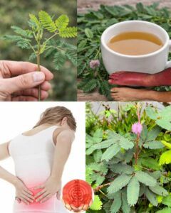 Mimosa Pudica Tea: How to Prepare It and Traditional Uses for Gentle Wellness