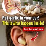 Garlic: A Natural Wellness Treasure for Health and Everyday Balance 🧄✨
