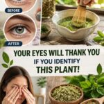 Cuban Oregano for Eye Wellness: A Traditional Herbal Remedy to Support Healthy Vision Naturally