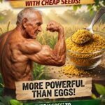Stronger Than Eggs? The Affordable Seed That May Help Support Muscle Mass After Age 75