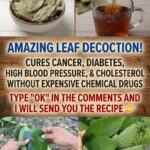 Could This Traditional Vietnamese Leaf Tea Help You Unwind Before Bed? A Gentle Evening Ritual Worth Discovering 🌿🍵