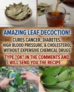 Could This Traditional Vietnamese Leaf Tea Help You Unwind Before Bed? A Gentle Evening Ritual Worth Discovering 🌿🍵