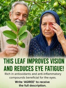 Discover How Guava Can Naturally Support Your Eye Health