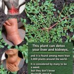 Purslane (Portulaca oleracea): The Remarkable Wild Plant Growing Right Beneath Your Feet 🌿