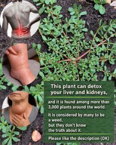 Purslane (Portulaca oleracea): The Remarkable Wild Plant Growing Right Beneath Your Feet 🌿