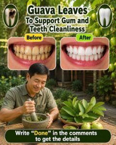 🌿 Discover Nature’s Secret: 3 Powerful Guava Leaf Remedies to Help Support Stronger, Healthier Teeth