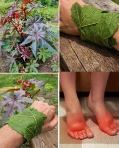 Discover Castor Leaves: Practical Wellness Habits, Traditional Uses, and a Safe Guide for Everyday Home Care