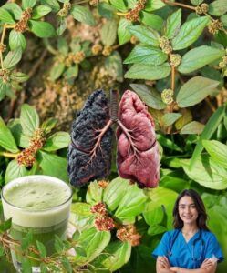 🌿 Discover the Hidden Power of Euphorbia hirta: 17 Gentle, Traditional Ways the “Asthma Plant” Supports Everyday Wellness