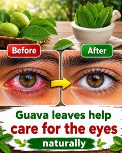 Guava Leaf Infusion and Compresses for Natural Eye Care 👁️🌿✨