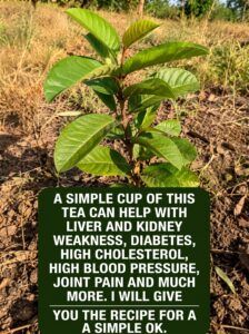 Health problems? Guava can be your best ally.
