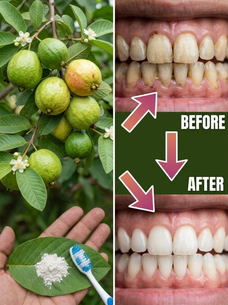 Guava tree and teeth comparison 20260926080906