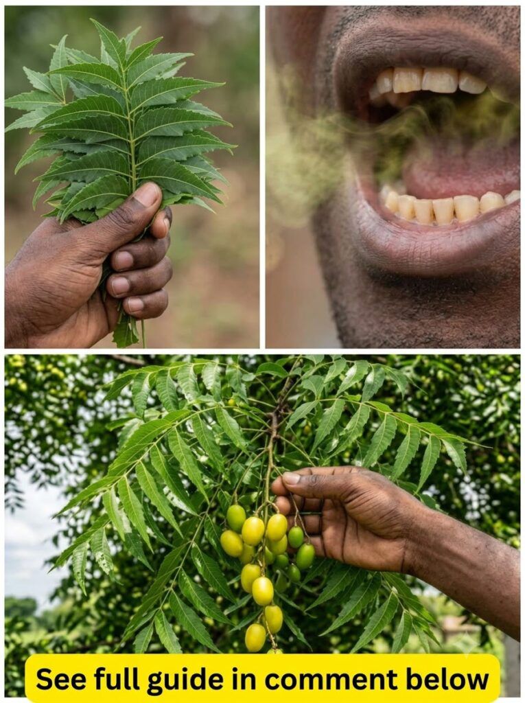 Hand holding Neem leaves and 20260926081529