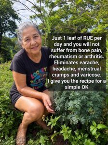 Just one rue leaf a day to improve your health naturally