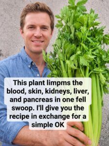 Discover the Benefits of Celery and its Detoxifying Power