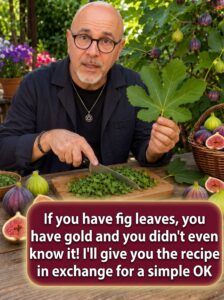 Fig Leaf Natural Infusion for Digestion and Well-being
