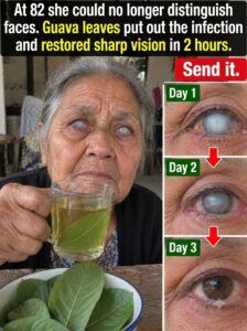 Guava leaves and eye health: what science says, without falling into false promises
