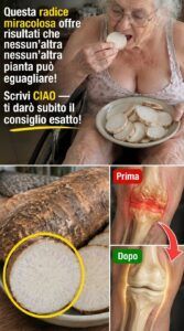 La polvere di radice di ginseng coreano innesca un processo di riequilibrio completo per gli anziani stanchi.