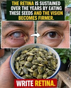 Eating Seeds and Protecting Your Retina: What Science Actually Says About Your Eyesight