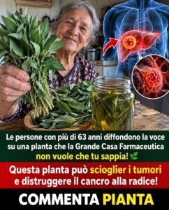 Il tè di foglie d’olivo innesca un reset quotidiano. Le persone sopra i 63 anni si sentono più veloci.